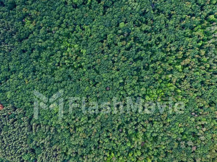 Aerial top view forest, Texture of forest view from above.