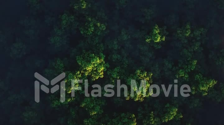 Camera moves rising up from green forest