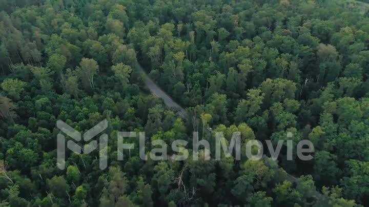 Aerial 4k view of white car driving on country road in forest in the evening at twilight. Cinematic drone shot flying over gravel road in pine tree forest