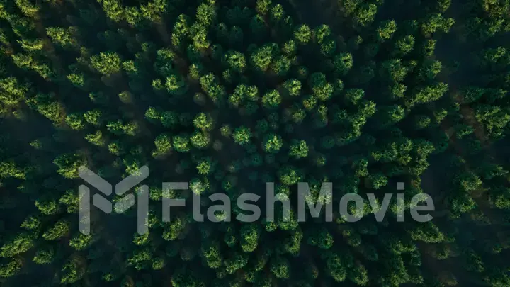 Flight over the misty forest. Aerial view of green woods landscape. aerial 3d illustration