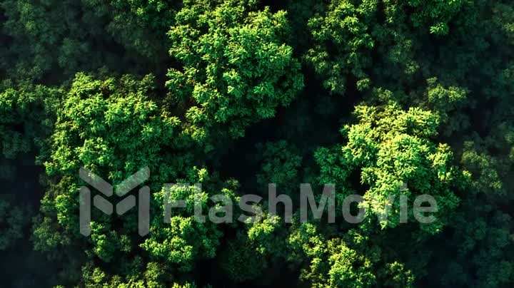 Green forest in fog on a sunny day