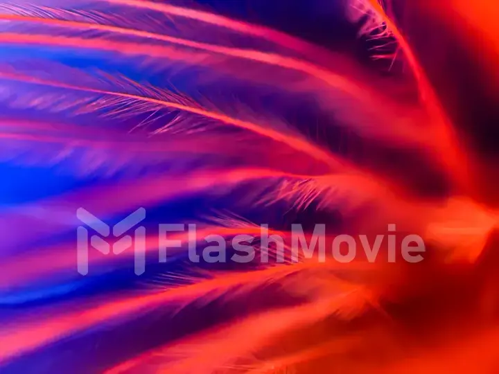 Colorful feathers in extreme close-up. Macro shot. Abstract background