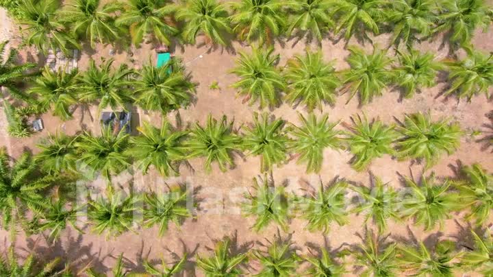 Flying over the even rows and plantations of coconut trees