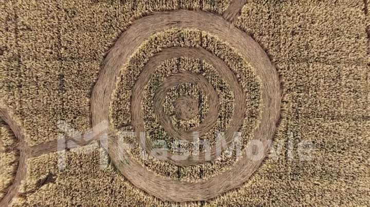Mysterious mystical geometric signs in the middle of a wheat field. UFO left footprints in the field. Aerial 4k footage