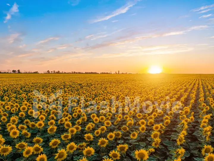 A field of sunflowers on a sunny day