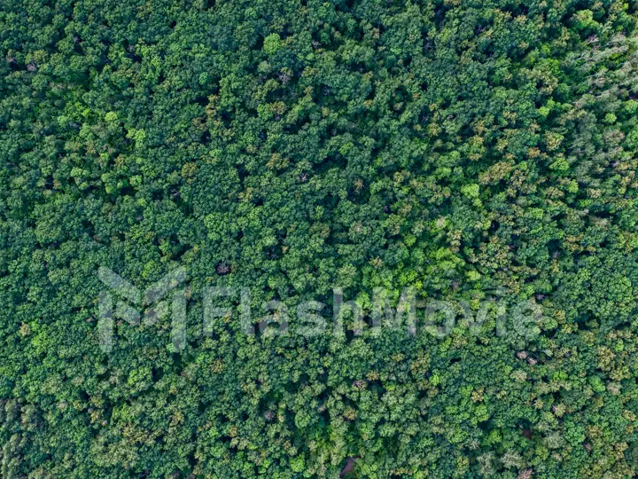 Aerial top view forest, Texture of forest view from above.