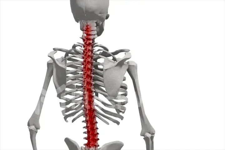 Human skeleton, illustration of the spine, back pain isolated on white background 3d illustration