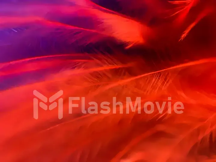 Colorful feathers in extreme close-up. Macro shot. Abstract background