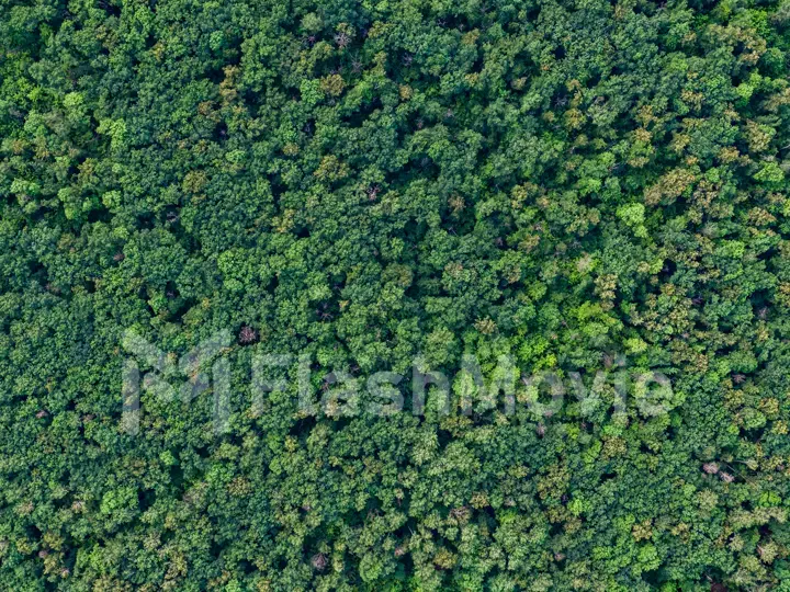 Aerial top view forest, Texture of forest view from above.