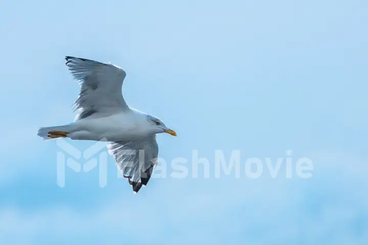 Flying seagull in the sky above the sea close up