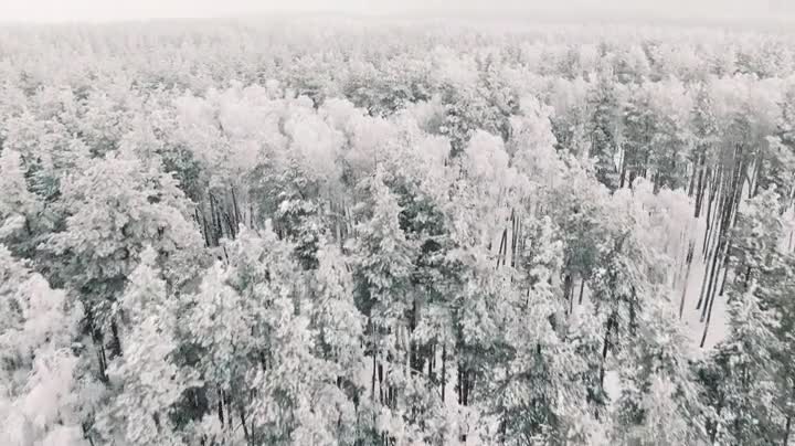 Flying over a snowy forest in winter in snowfall