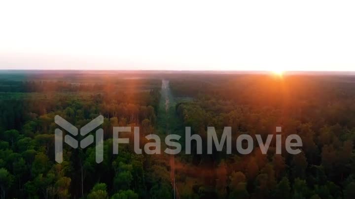 Aerial 4k flying over a beautiful pine tree forest in the sunset. Golden hour sunset colors epic glory inspiration hiking and tourism concept