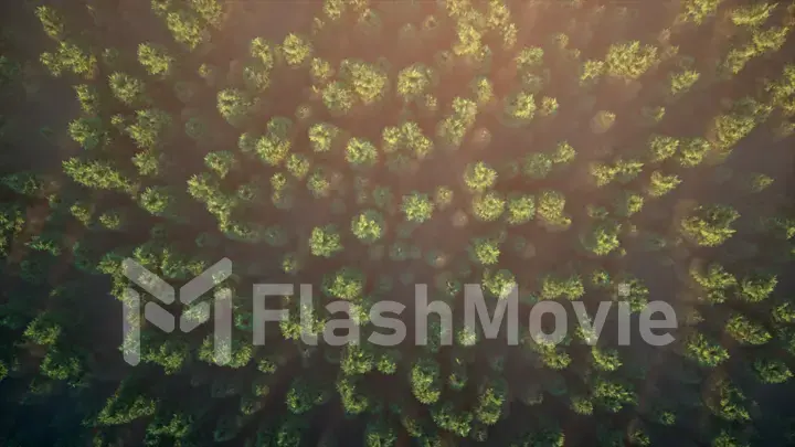 Flight over the misty forest. Aerial view of green woods landscape. aerial 3d illustration