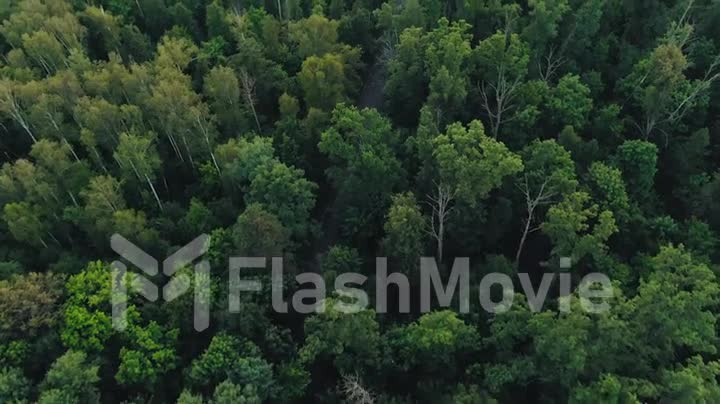 Aerial top down 4k view of white car driving on country road in forest in the evening at twilight. Cinematic drone shot flying over gravel road in pine tree forest