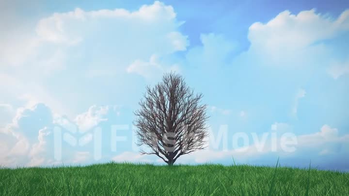 Time lapse growing tree on a hill