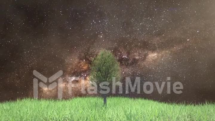 Time lapse growing tree