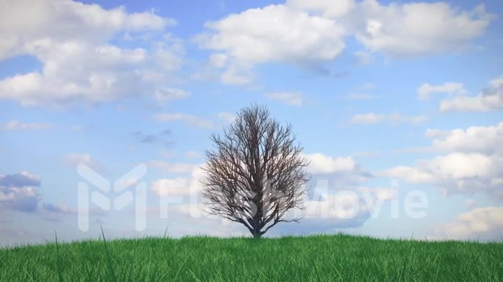 Time lapse growing tree on a hill with grass against a blue sky with clouds