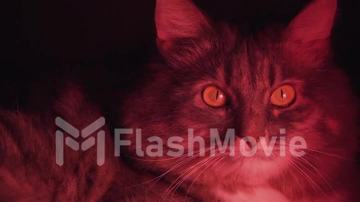 Beautiful gray cat looking at the camera in purple neon lights, fluorescent ultraviolet light, modern colorful lighting, blue pink purple spectrum