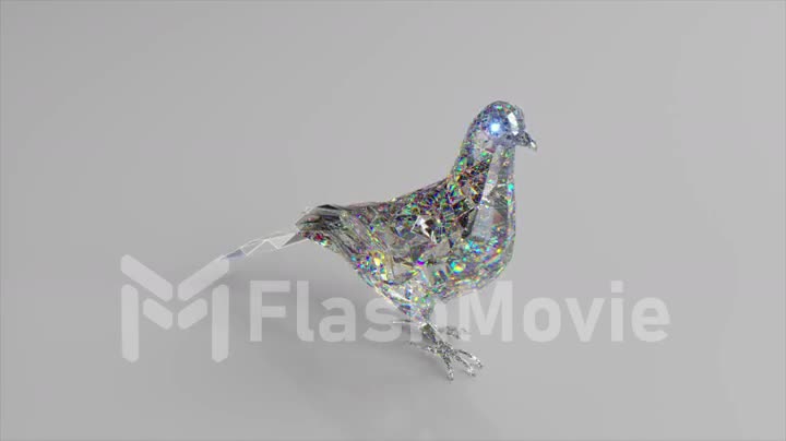 Walking diamond pigeon. The concept of nature and animals. Low poly. White color. 3d animation of seamless loop