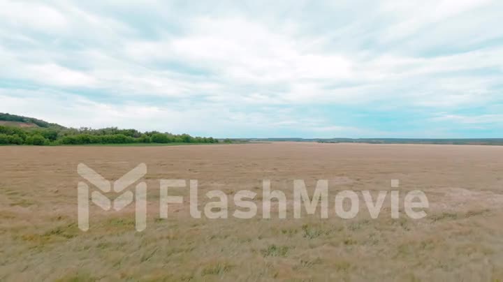 Beautiful aerial 4k view over the curving river along the fields and forest