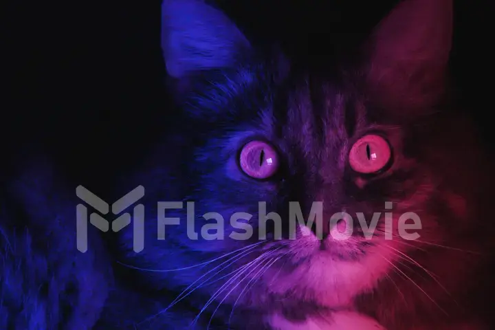 Beautiful gray cat looking at the camera in purple neon lights, fluorescent ultraviolet light, modern colorful lighting, blue pink purple spectrum