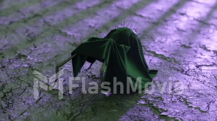 The concept of disguise. A black karakurt in clothes walks on dry ground. Black green mantle. Insect.