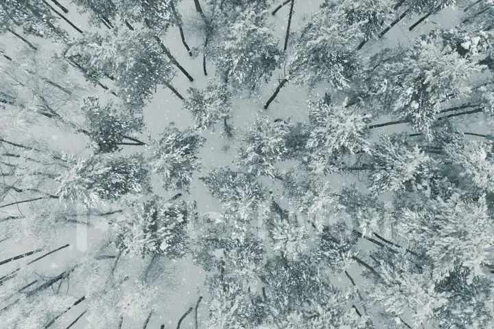 Aerial view Top Down Fly Over Shot of Winter Spruce and Pine Forest. Trees Covered with Snow, Rising Setting Sun Touches Tree Tops on a Beautiful Sunny Day.