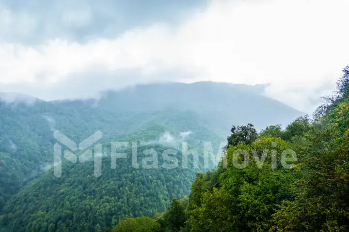 Forested mountain slope in low lying cloud with the evergreen conifers shrouded in mist in a scenic landscape view