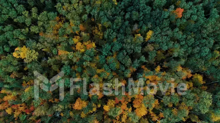 4k aerial view camera moves up from the colorful green golden forest of dense mixed tops of pine and birch trees