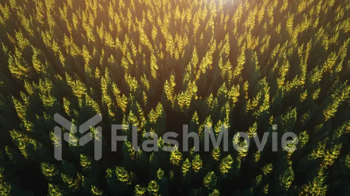 Stunning realistic 3D illustration of a sunset over a thick green forest in fog on a sunny day. Aerial view