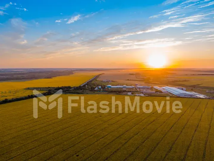 A field of sunflowers on a sunny day. Bird's-eye view.