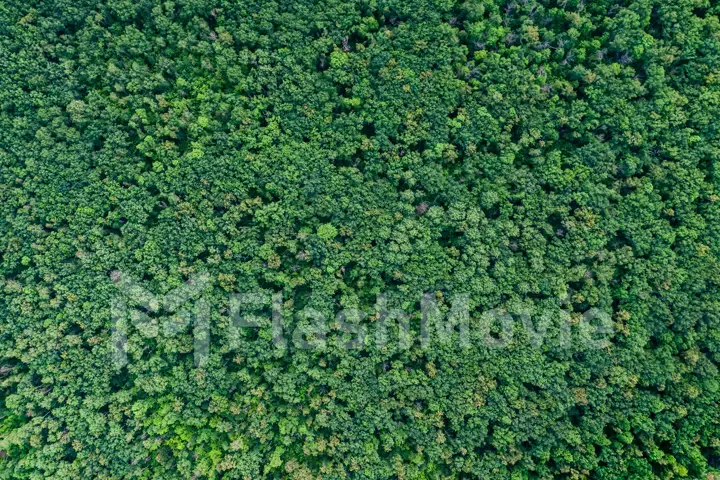 Aerial top view forest, Texture of forest view from above.