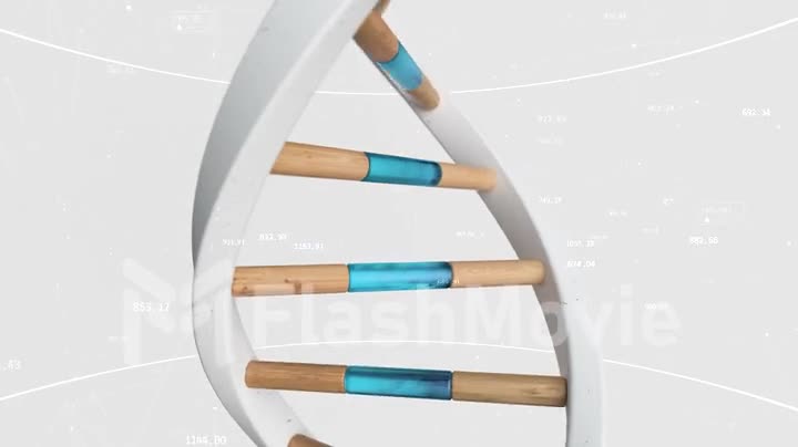 The structure of the human DNA rotates