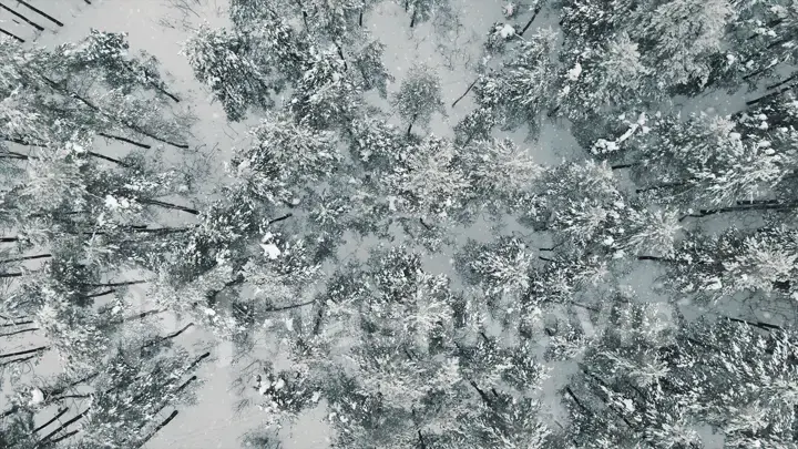 Aerial view Top Down Fly Over Shot of Winter Spruce and Pine Forest. Trees Covered with Snow, Rising Setting Sun Touches Tree Tops on a Beautiful Sunny Day.