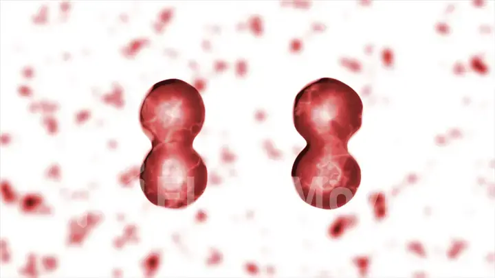 Reproduction of blood cells in the living body Illustration