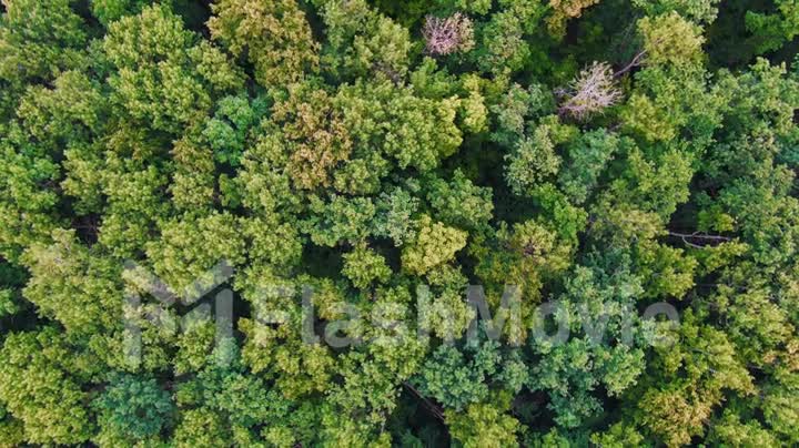 Aerial 4k drone top view of summer green trees in forest background, Caucasus, Russia. Coniferous and deciduous trees, forest road. Beautiful rotate footage over the tops of pine forest.
