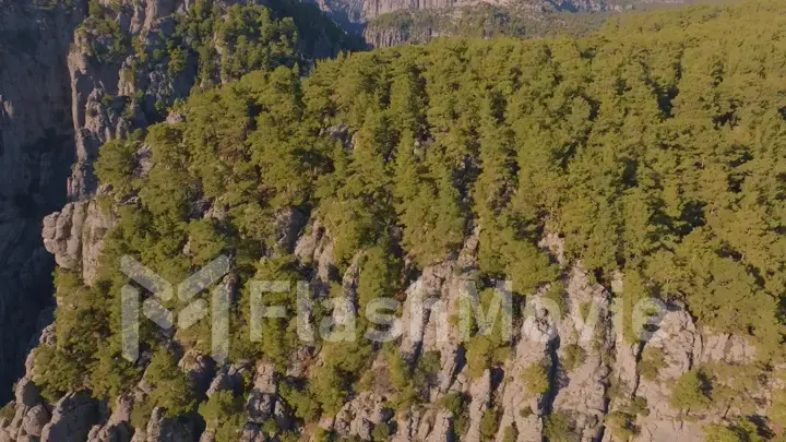 Aerial drone view of big canyon in sunny weather. Green trees and gray rocks. Mountain landscape.