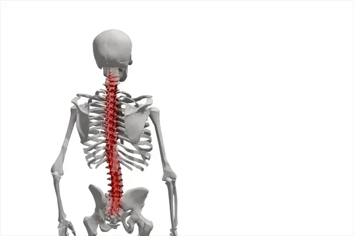 Human skeleton, illustration of the spine, back pain isolated on white background 3d illustration
