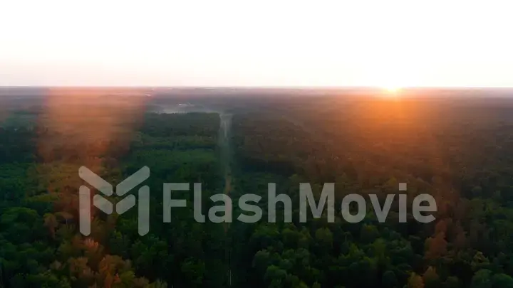 Aerial 4k flying over a beautiful pine tree forest in the sunset