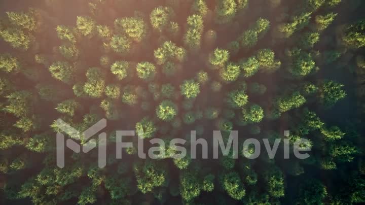 Flight over the misty forest. Aerial view of green woods landscape. aerial 3d animation