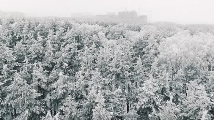 Aerial 4k view Flying over a snowy forest in winter in snowfall, amazing frosty weather
