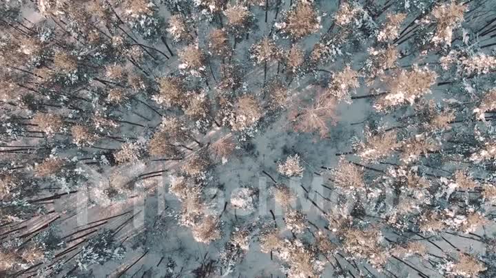 Aerial 4k view Top Down Fly Over Shot of Winter Spruce and Pine Forest. Trees Covered with Snow, Rising Setting Sun Touches Tree Tops on a Beautiful Sunny Day.