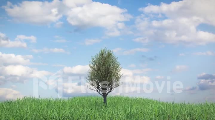 Time lapse growing tree on a hill