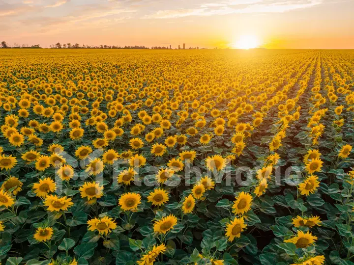 A field of sunflowers on a sunny day