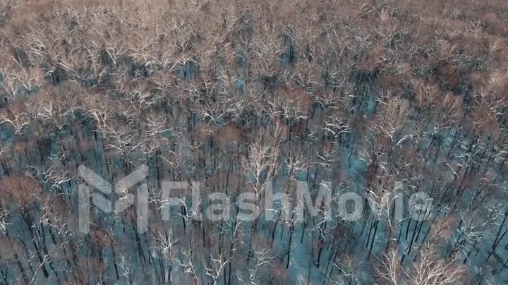 Aerial 4k view Flying over a snowy forest in winter in snowfall, amazing frosty weather