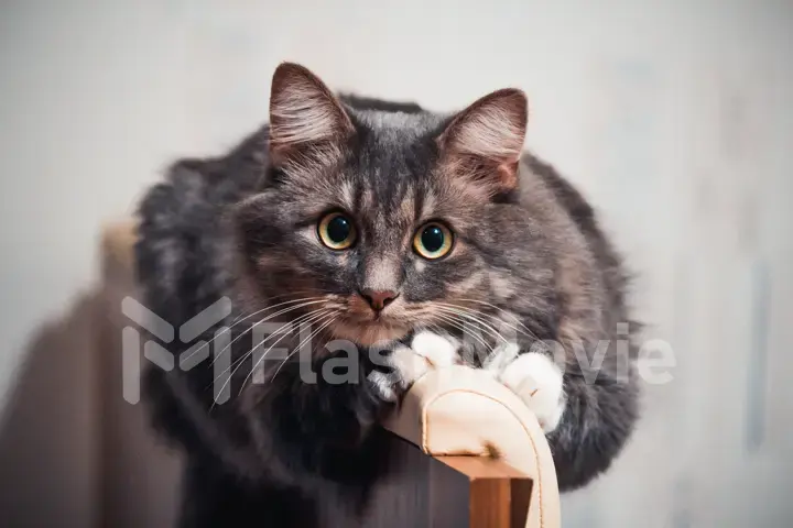 Cat sitting at home on the bed and looking at the camera