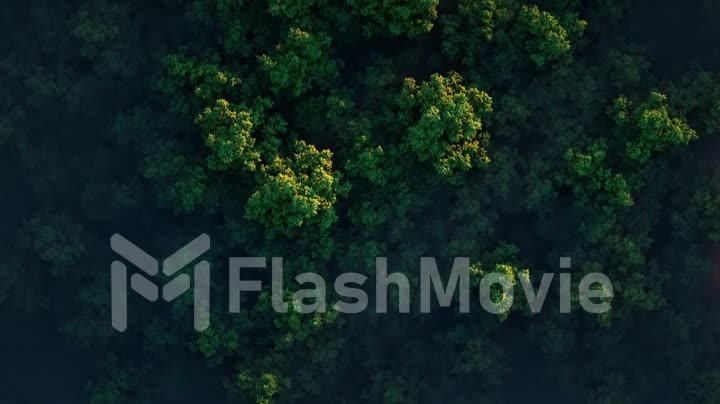 Camera moves rising up from green forest