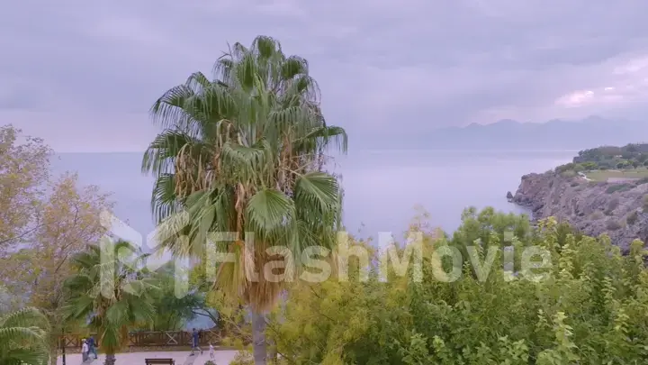 Green trees and palms. Aerial drone view of the park area. Paths. Garden. Sea and rocks in the background