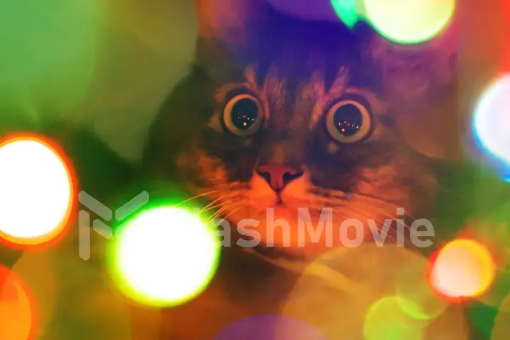 A beautiful cat with big eyes close-up at Christmas with a bokeh garland and fairytale lighting, Christmas holidays