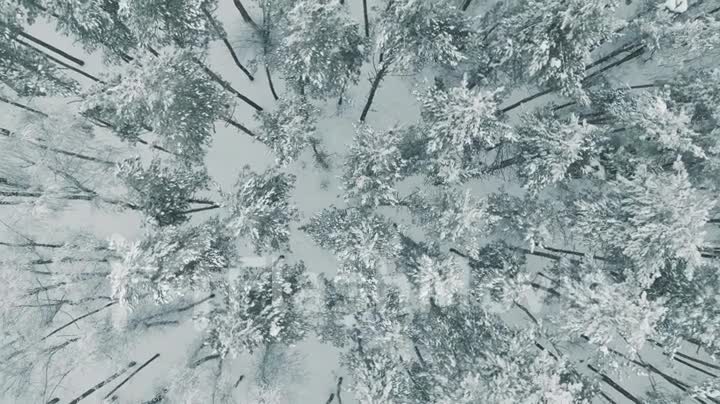 Top Down Fly Over Shot of Winter Spruce
